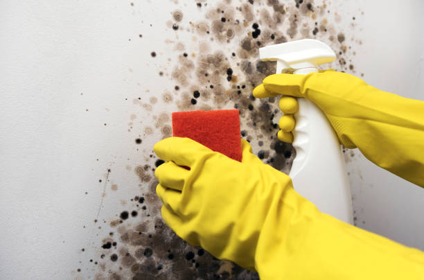 Best Home Mold Removal  in Midland, PA