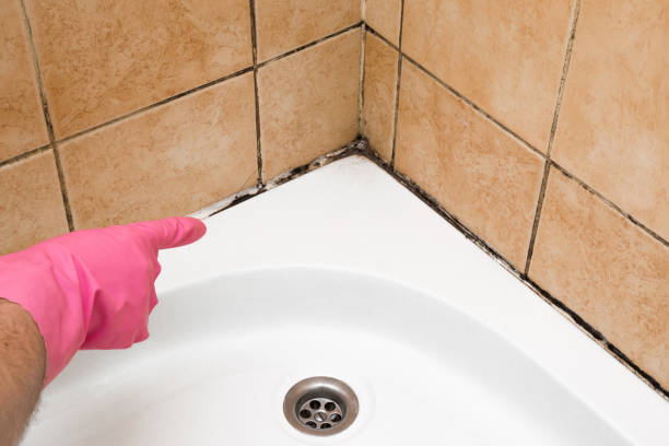 Home Mold Removal in Midland, PA